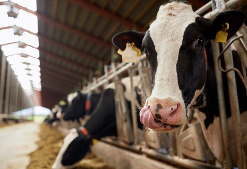 Réduire le recours aux antibios