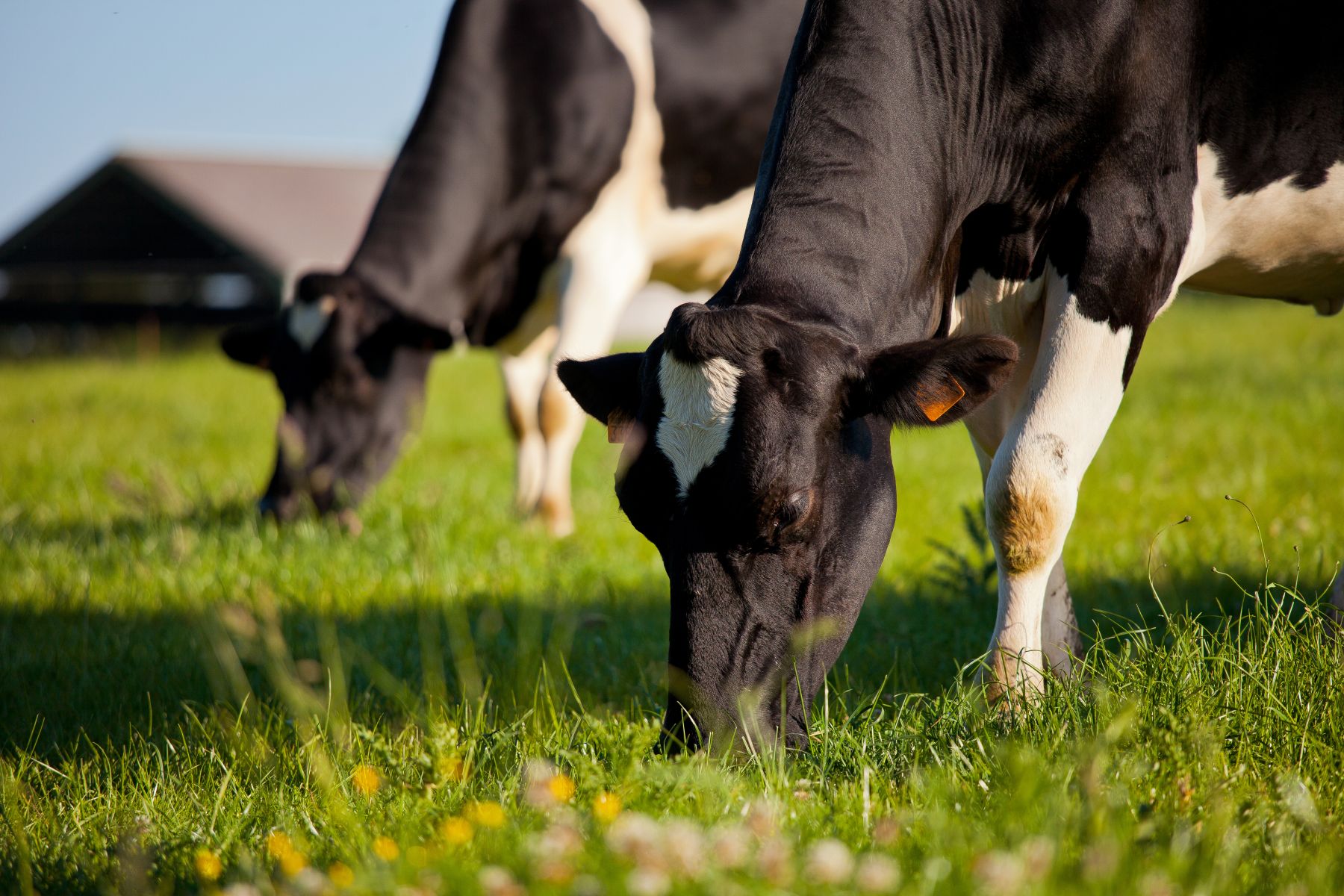 « L’innovation inspirée de la nature au service de la nutrition animale »